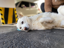 LAI, Hund, Jindo-Mix in Korea (Südkorea) - Bild 2