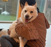 LAI, Hund, Jindo-Mix in Korea (Südkorea) - Bild 3