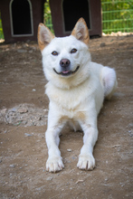 LAI, Hund, Jindo-Mix in Korea (Südkorea) - Bild 4