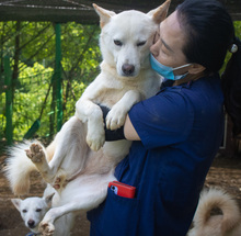 LAI, Hund, Jindo-Mix in Korea (Südkorea) - Bild 5