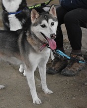 FLORA, Hund, Siberian Husky-Mix in Korea (Südkorea) - Bild 1