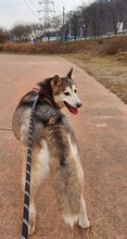 FLORA, Hund, Siberian Husky-Mix in Korea (Südkorea) - Bild 5