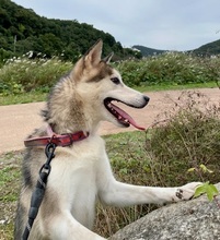 FLORA, Hund, Siberian Husky-Mix in Korea (Südkorea) - Bild 6