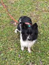 GISMO, Hund, Spitz-Mix in Overath - Bild 6