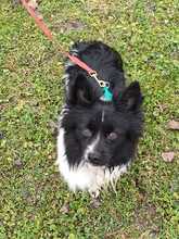 GISMO, Hund, Spitz-Mix in Overath - Bild 7