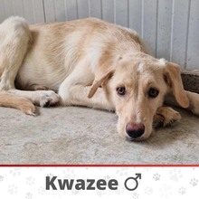 KWAZEE, Hund, Mischlingshund in Bulgarien