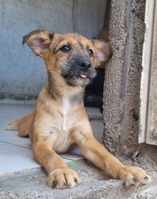 PEACHES, Hund, Mischlingshund in Kroatien - Bild 11