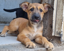 PEACHES, Hund, Mischlingshund in Kroatien - Bild 16