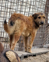 PEACHES, Hund, Mischlingshund in Kroatien - Bild 2