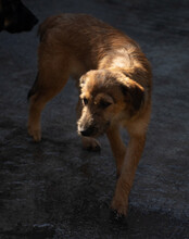 PEACHES, Hund, Mischlingshund in Kroatien - Bild 6