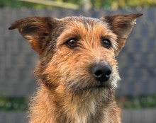 PEACHES, Hund, Mischlingshund in Köln - Bild 1