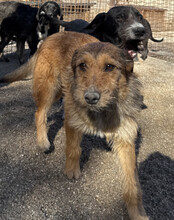 PEACHES, Hund, Mischlingshund in Köln - Bild 11