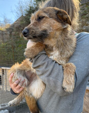 PEACHES, Hund, Mischlingshund in Köln - Bild 12