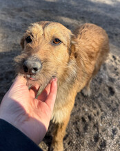 PEACHES, Hund, Mischlingshund in Köln - Bild 13
