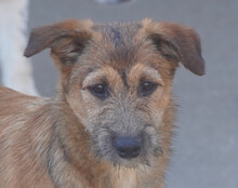 PEACHES, Hund, Mischlingshund in Köln - Bild 14