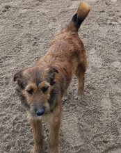 PEACHES, Hund, Mischlingshund in Köln - Bild 16