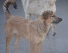 PEACHES, Hund, Mischlingshund in Köln - Bild 17