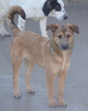 PEACHES, Hund, Mischlingshund in Köln - Bild 18