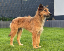 PEACHES, Hund, Mischlingshund in Köln - Bild 2