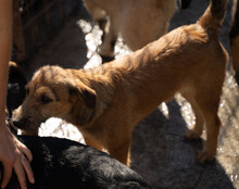 PEACHES, Hund, Mischlingshund in Köln - Bild 20
