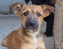 PEACHES, Hund, Mischlingshund in Köln - Bild 21