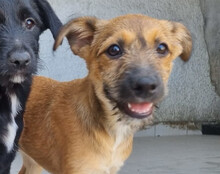 PEACHES, Hund, Mischlingshund in Köln - Bild 22