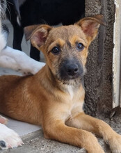 PEACHES, Hund, Mischlingshund in Köln - Bild 23
