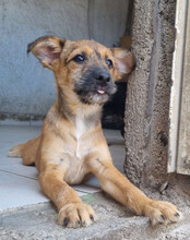 PEACHES, Hund, Mischlingshund in Köln - Bild 24