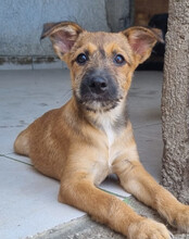 PEACHES, Hund, Mischlingshund in Köln - Bild 25