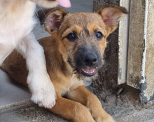 PEACHES, Hund, Mischlingshund in Köln - Bild 26