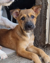 PEACHES, Hund, Mischlingshund in Köln - Bild 27