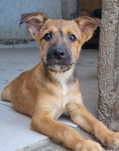 PEACHES, Hund, Mischlingshund in Köln - Bild 28