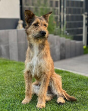 PEACHES, Hund, Mischlingshund in Köln - Bild 3