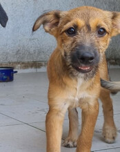 PEACHES, Hund, Mischlingshund in Köln - Bild 30