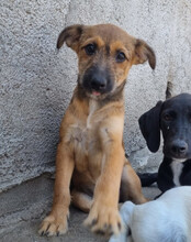 PEACHES, Hund, Mischlingshund in Köln - Bild 31