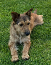 PEACHES, Hund, Mischlingshund in Köln - Bild 5