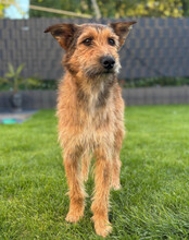 PEACHES, Hund, Mischlingshund in Köln - Bild 6