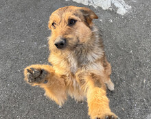 PEACHES, Hund, Mischlingshund in Köln - Bild 8