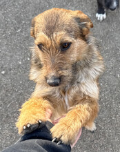 PEACHES, Hund, Mischlingshund in Köln - Bild 9
