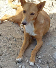 TOBIAS, Hund, Mischlingshund in Portugal - Bild 1