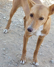 TOBIAS, Hund, Mischlingshund in Portugal - Bild 2