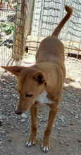 TOBIAS, Hund, Mischlingshund in Portugal - Bild 3