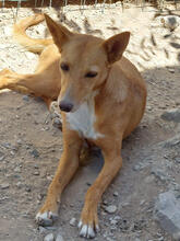 TOBIAS, Hund, Mischlingshund in Portugal - Bild 4