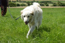 RISIKO, Hund, Maremmano-Mix in Großenehrich - Bild 2