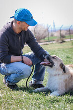 RAFFAELLO, Hund, Mischlingshund in Bulgarien - Bild 10