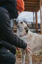 RAFFAELLO, Hund, Mischlingshund in Bulgarien - Bild 2