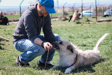 RAFFAELLO, Hund, Mischlingshund in Bulgarien - Bild 9