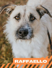 RAFFAELLO, Hund, Mischlingshund in Blekendorf - Bild 1