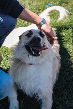 RAFFAELLO, Hund, Mischlingshund in Blekendorf - Bild 11