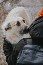 RAFFAELLO, Hund, Mischlingshund in Blekendorf - Bild 3